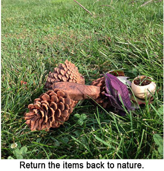 Pinecones, acorns, seed pods and leaves in grass