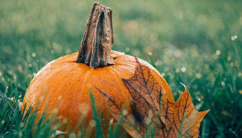 Orange pumpkin in grass with fall leaves