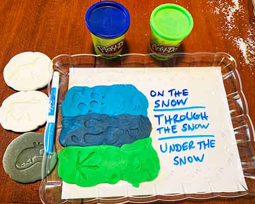 Wild Winter Science Activity for Preschoolers