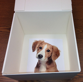 White box opened with a picture of cute dog inside