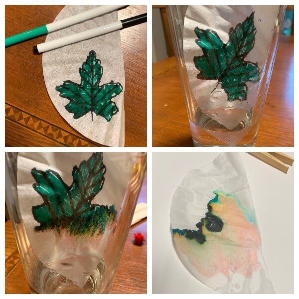 Coffee filter with leaf drawn in green marker for science activity Why do leaves change color in the fall?