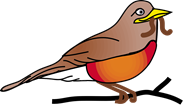 spring robin