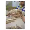 Kinetic Sand