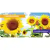 Outdoor Explorer Book Set