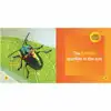 Little Kids First Board Book: Insects