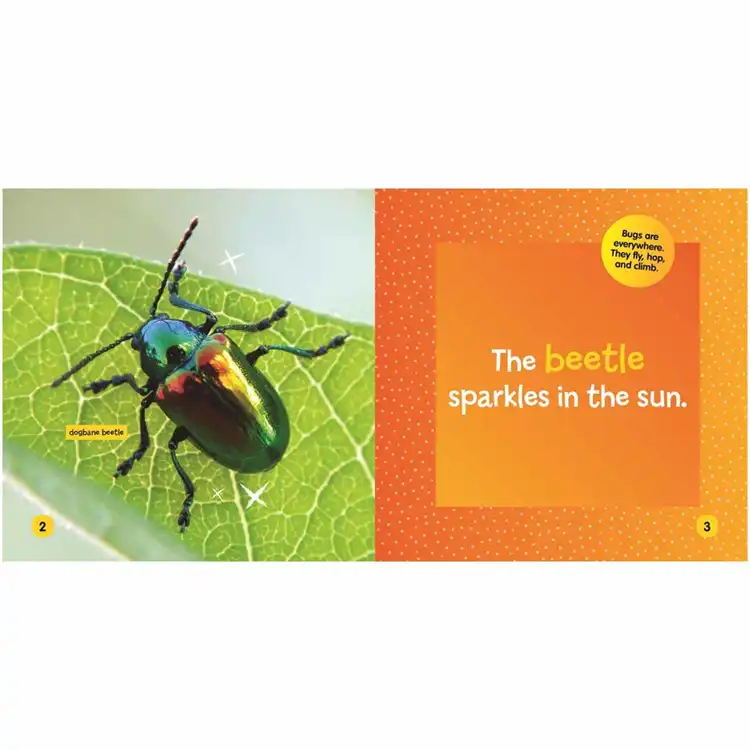 Little Kids First Board Book: Insects
