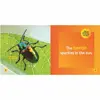 Little Kids First Board Book: Insects