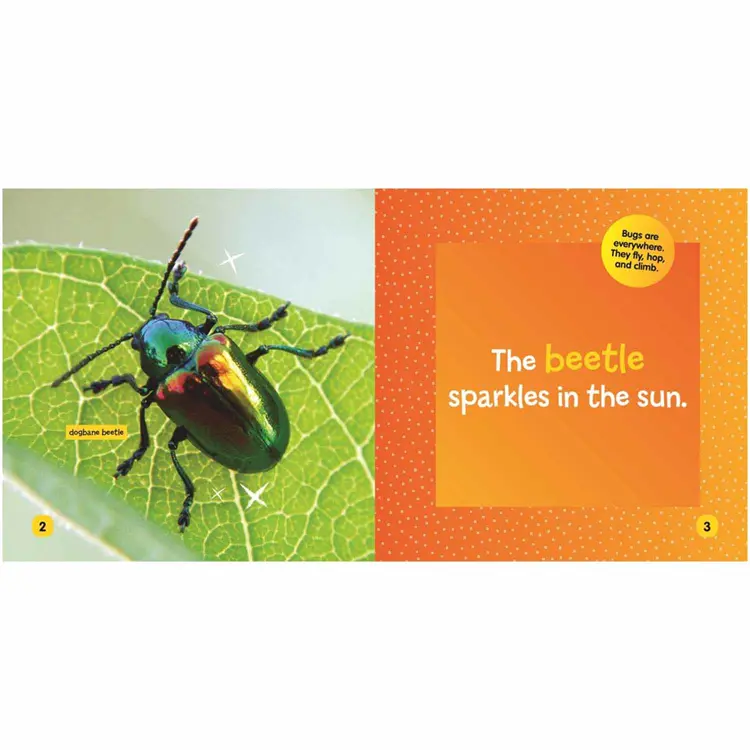 Little Kids First Board Book: Insects