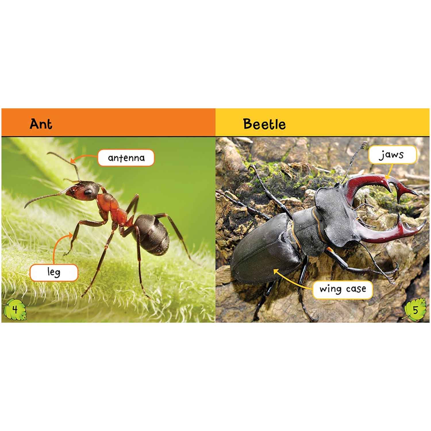 Learning Insect Learning About Insects | Book About Insects for Preschool | Becker's