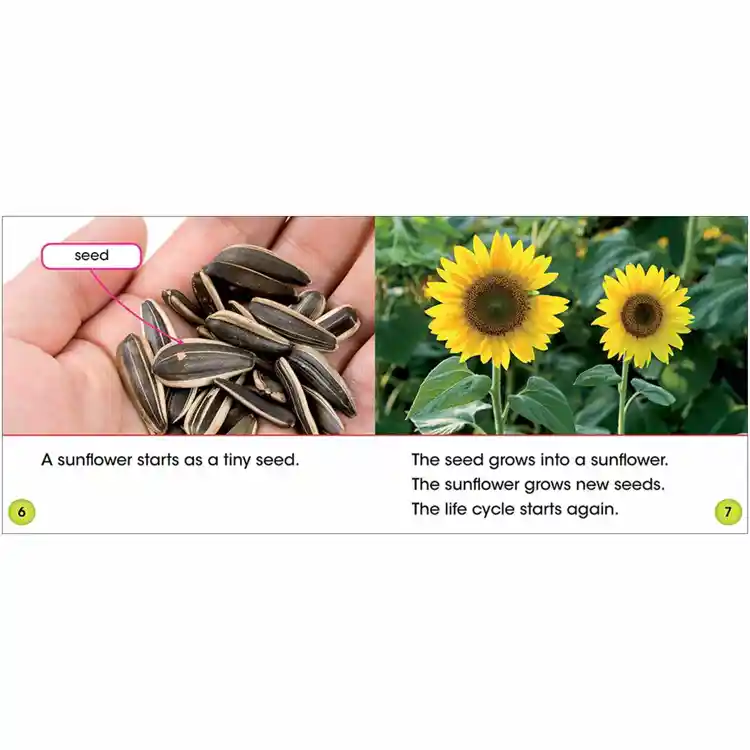 A Sunflower's Life