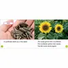 A Sunflower's Life