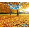 What Can You See in Fall?
