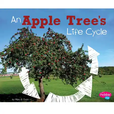 Apple Tree's Life Cycle