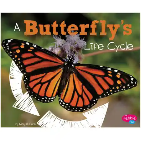 A Butterfly's Life Cycle