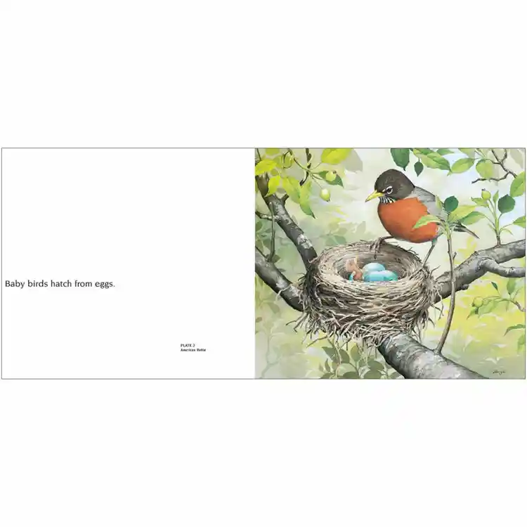 About Birds: A Guide For Children