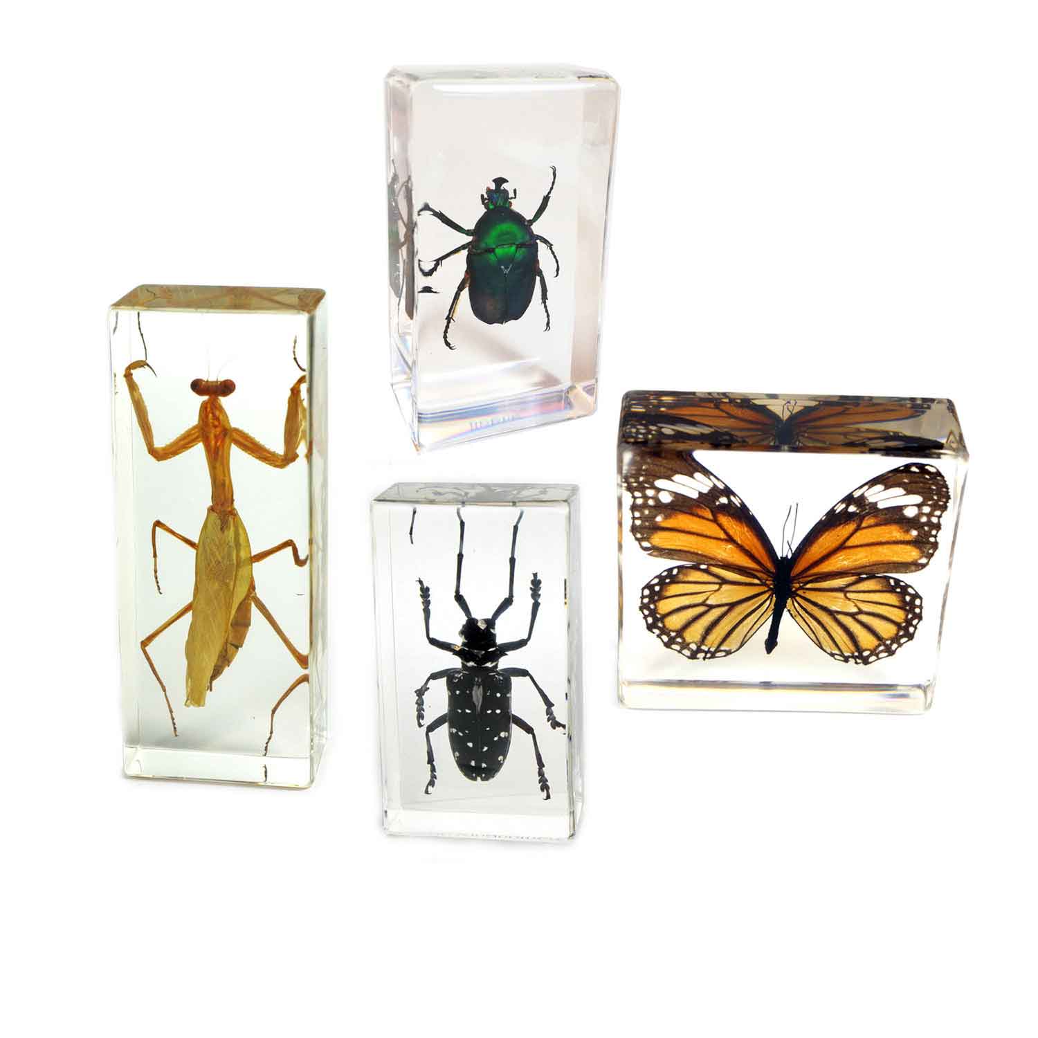 Insect Specimen Set Becker's School Supplies