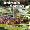Animals in Spring
