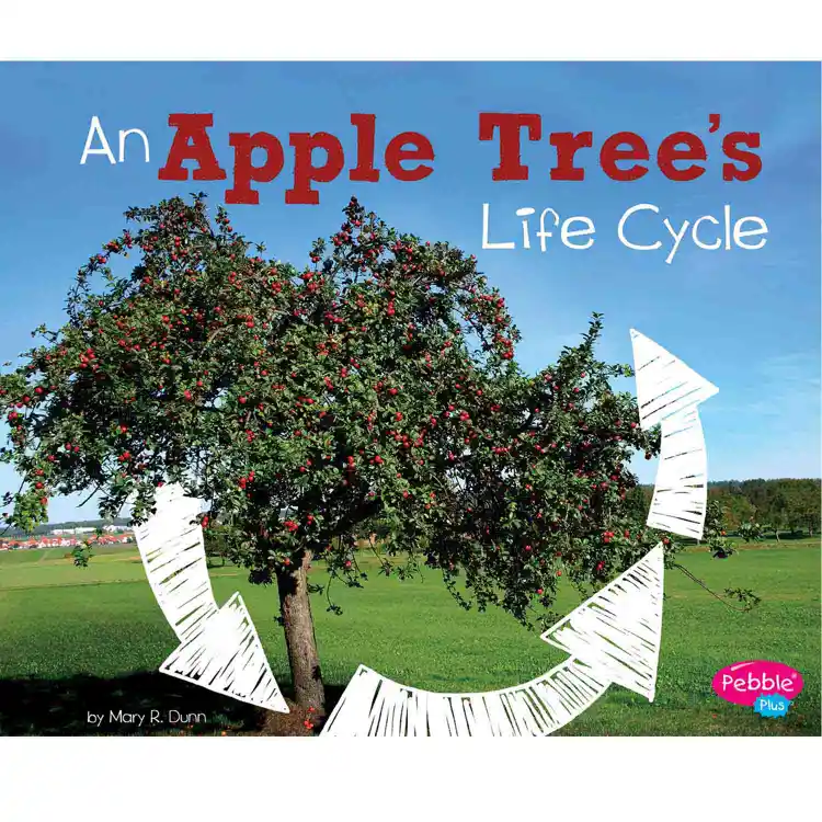 Apple Tree's Life Cycle