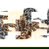 Woven Zebra Pots