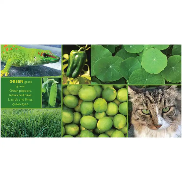 Colors & Shapes Book Set