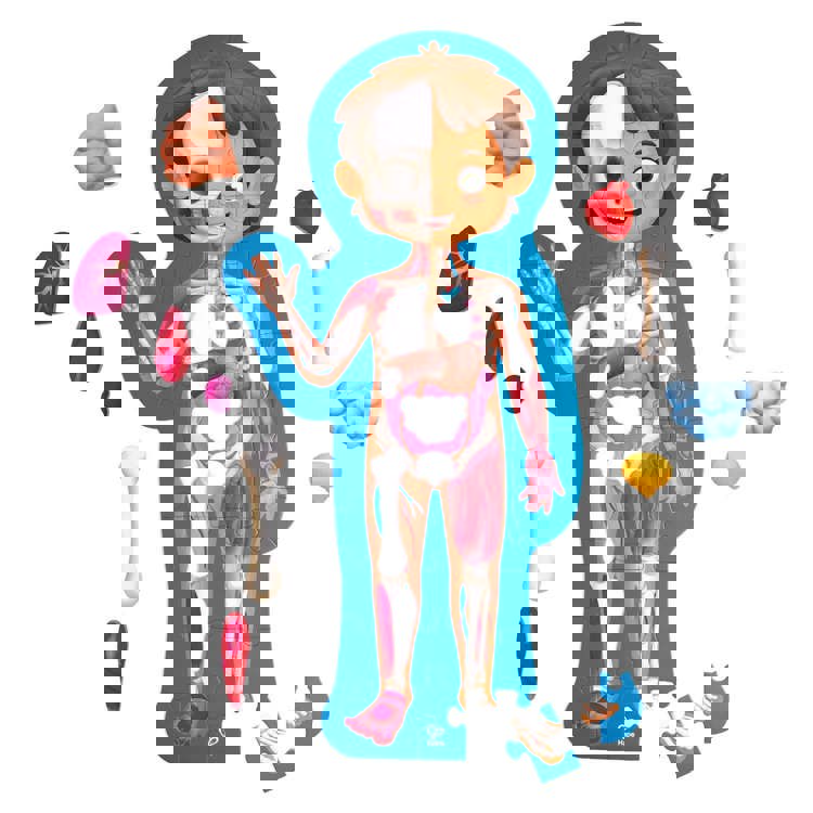 Human Body Puzzle
