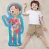 Human Body Puzzle