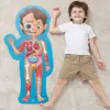 Human Body Puzzle