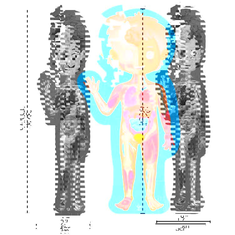 Human Body Puzzle