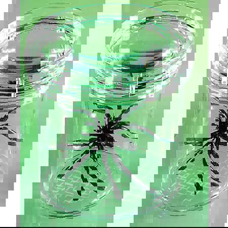 GeoSafari® Jr. Bug Viewer