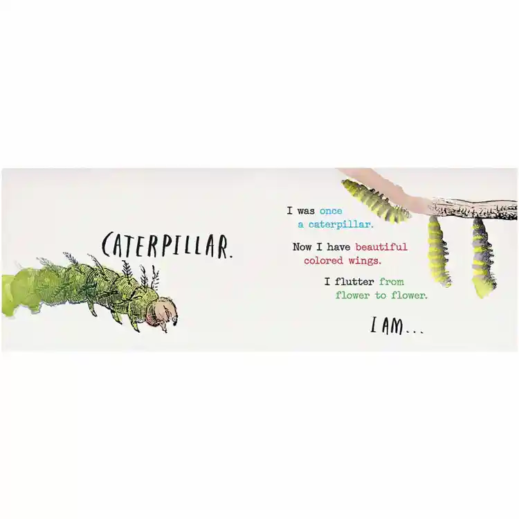 Heads and Tails: Insects