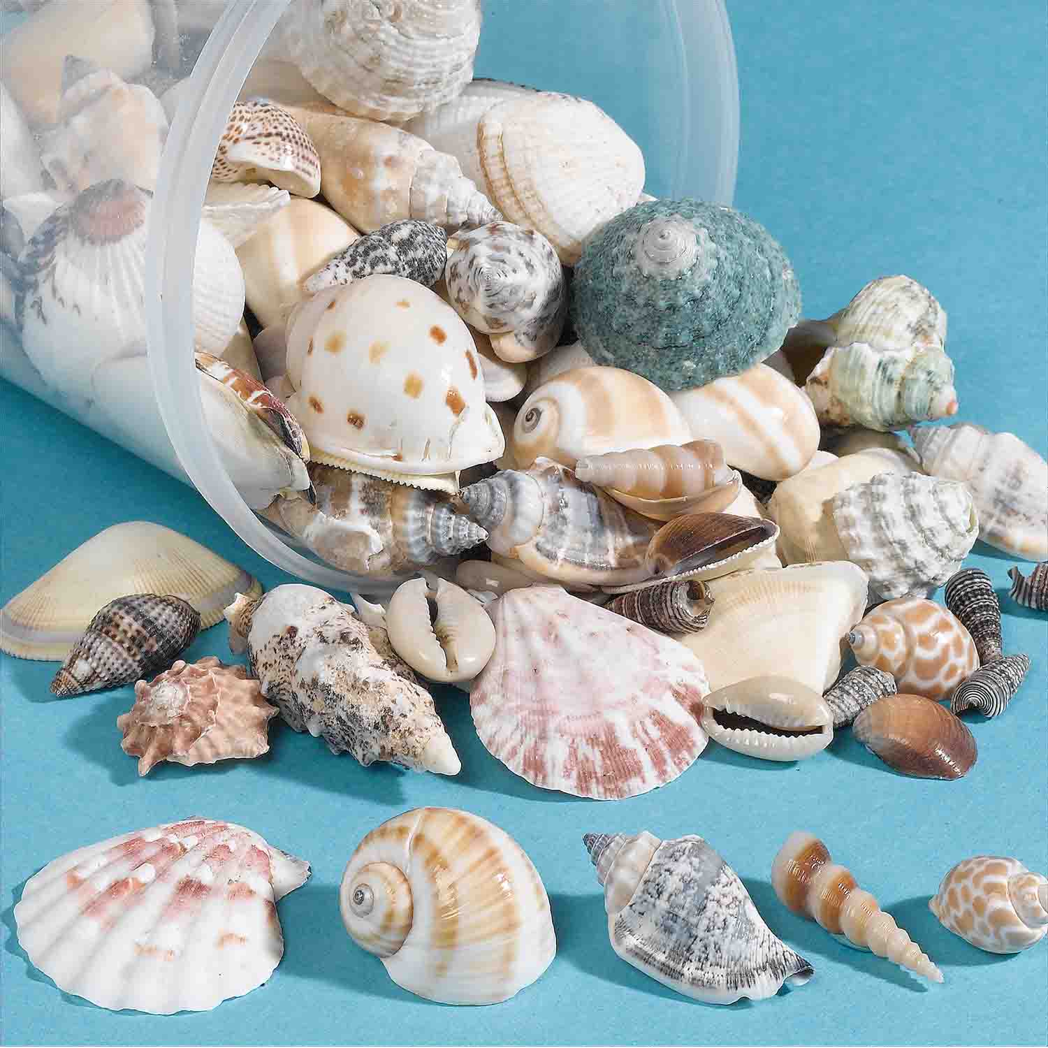 Bucket O' Sea Shells, Natural