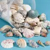 Bucket O' Sea Shells, Natural