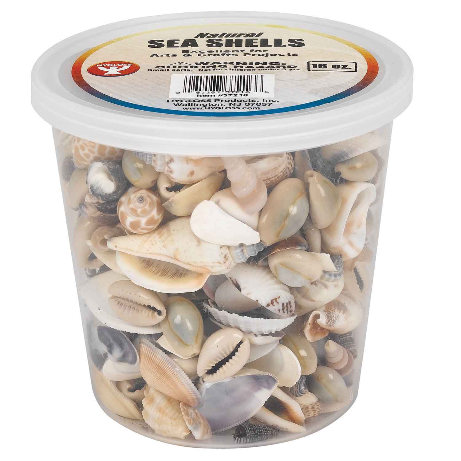 Bucket O' Sea Shells, Natural