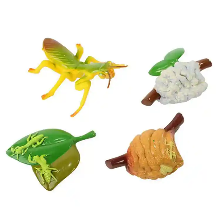 Life Cycle Figurines Classroom Set