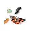 Butterfly Life Cycle Stages