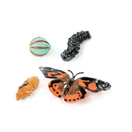 Butterfly Life Cycle Stages