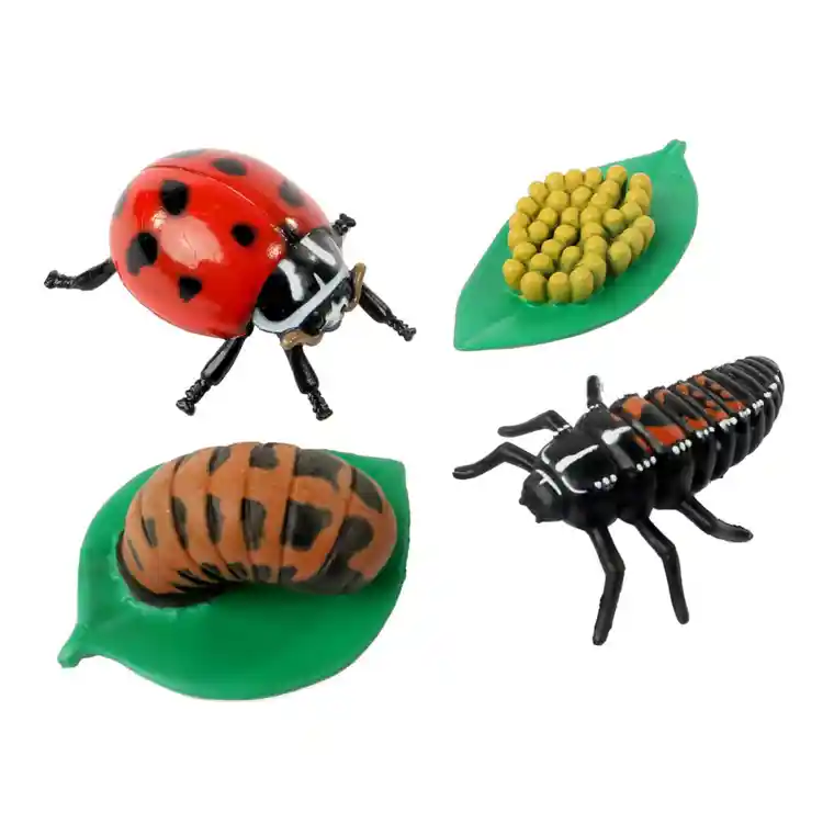 Ladybug Life Cycle Stages