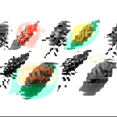 Ladybug Life Cycle Stages