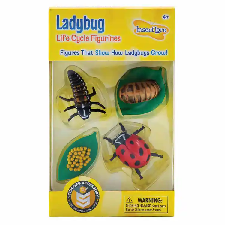 Ladybug Life Cycle Stages