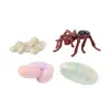 Ant Life Cycle Stages