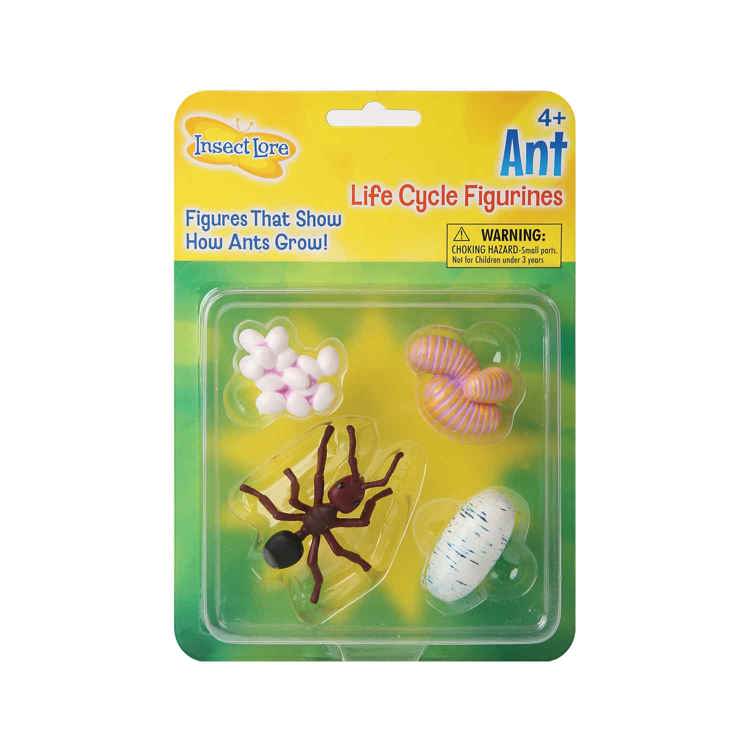 Ant Life Cycle Stages