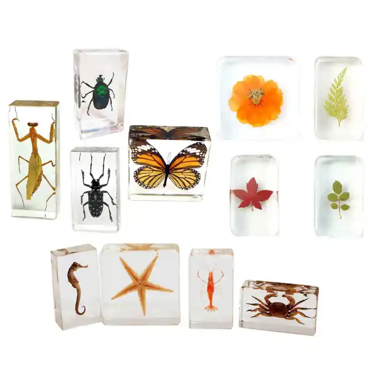 Molded Science Specimens, Set of 3