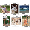 Animal Families Language Cards