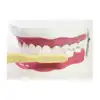Oral Hygiene Model
