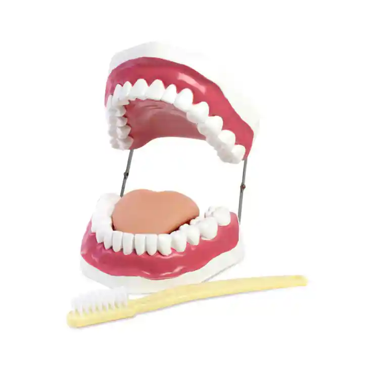 Oral Hygiene Model