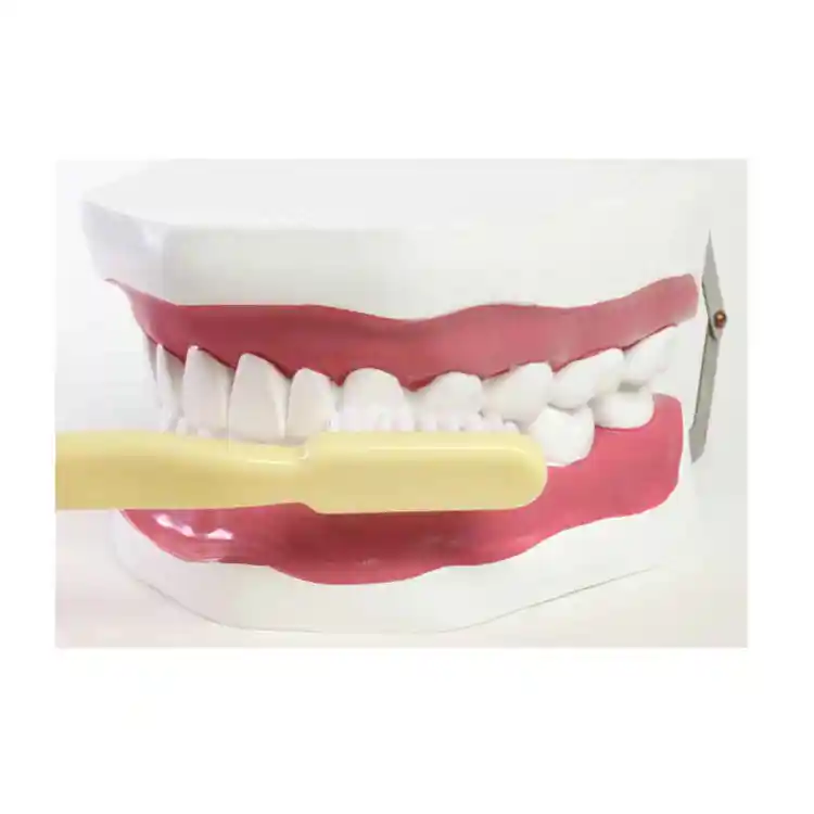 Oral Hygiene Model