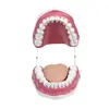 Oral Hygiene Model