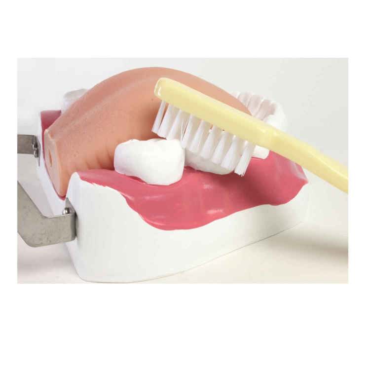 Oral Hygiene Model