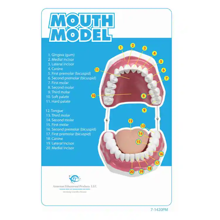 Oral Hygiene Model