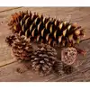 Pinecones & Seedpods